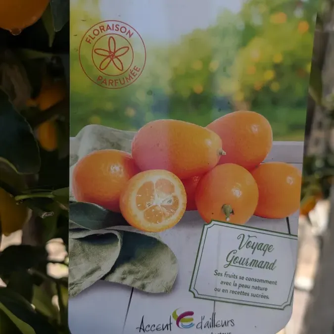 AGRUMES-KUMQUAT-XL