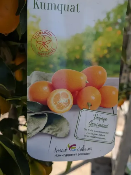 AGRUMES-KUMQUAT-XL