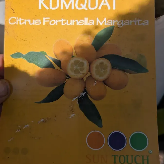 AGRUMES-KUMQUAT