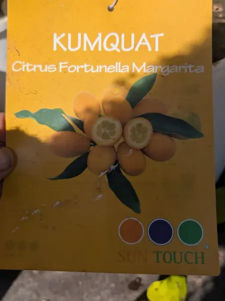 AGRUMES-KUMQUAT