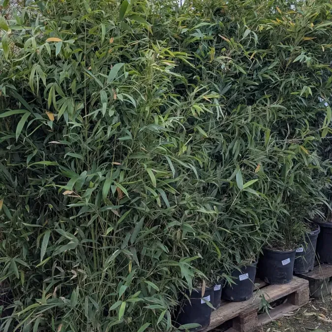 BAMBOU-AUREA-TRACANT