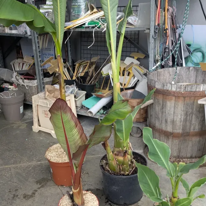 BANANIER-MAURELLI-ROUGE