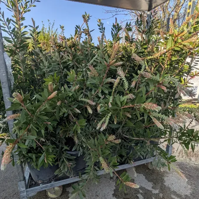 CALLISTEMON-RINCE-BOUTEILLE