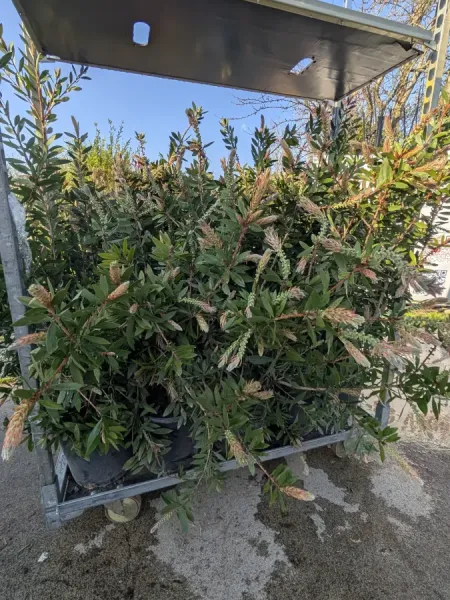 CALLISTEMON-RINCE-BOUTEILLE