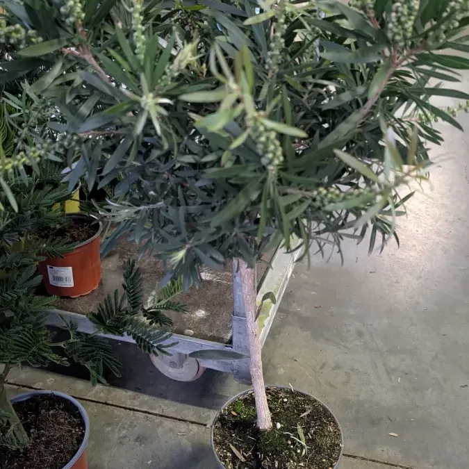 CALLISTEMON-SUR-TIGE-2