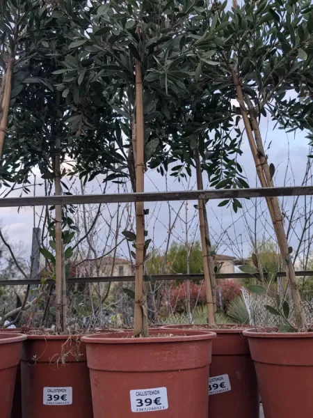 CALLISTEMON-SUR-TIGE