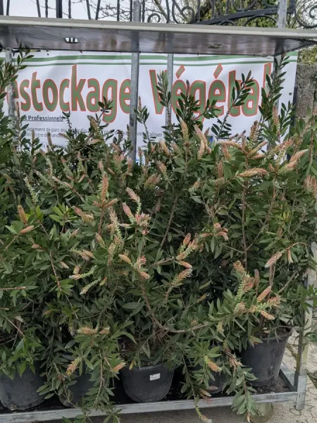 CALLISTEMON