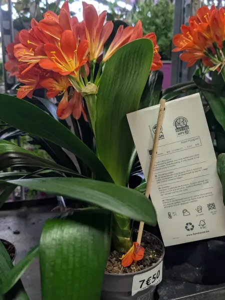 CLIVIA