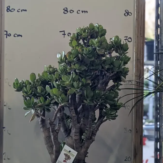 CRASSULA-OVATA-XXL