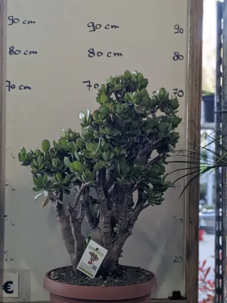 CRASSULA-OVATA-XXL