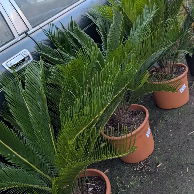 CYCAS-REVOLUTA