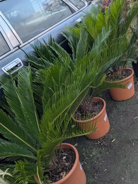 CYCAS-REVOLUTA