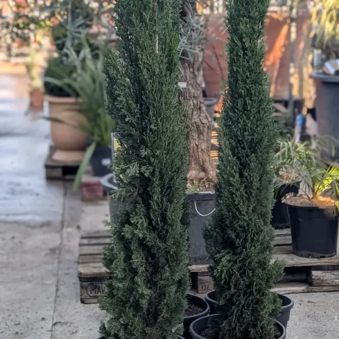 CYPRES-TOTEM-SEMPERVIRENS