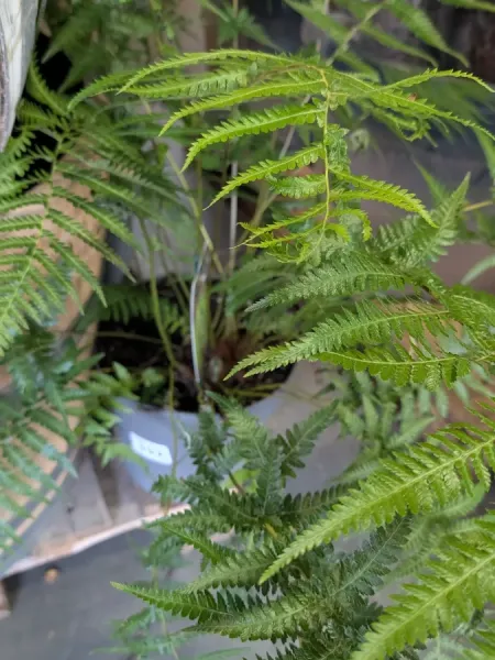 DICKSONIA-ANTARTICA