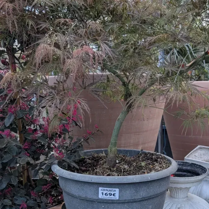 ERABLE-DU-JAPON-DISSECTUM-PLEUREUR