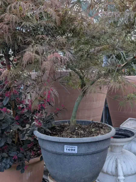 ERABLE-DU-JAPON-DISSECTUM-PLEUREUR
