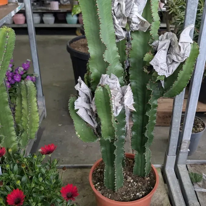 EUPHORBE-CACTUS