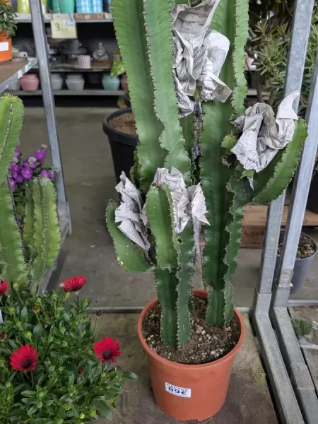 EUPHORBE-CACTUS