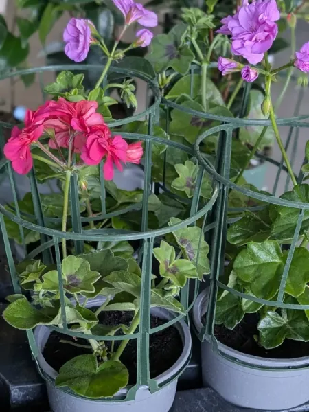 GERANIUM-RETOMBANT