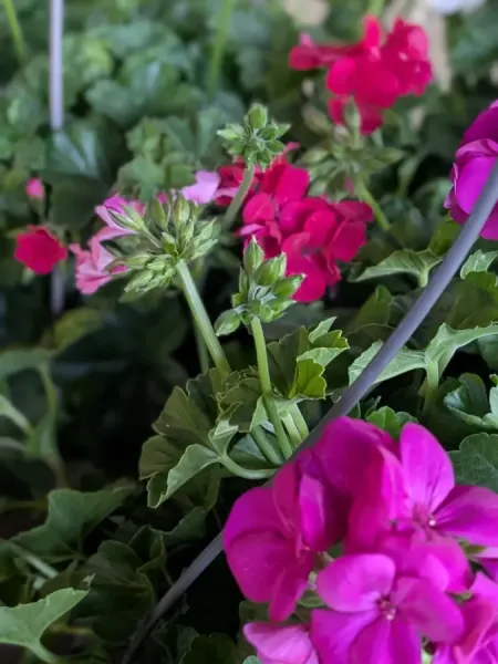 GERANIUM-ZONAL