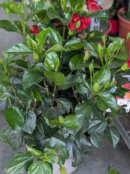 HIBISCUS
