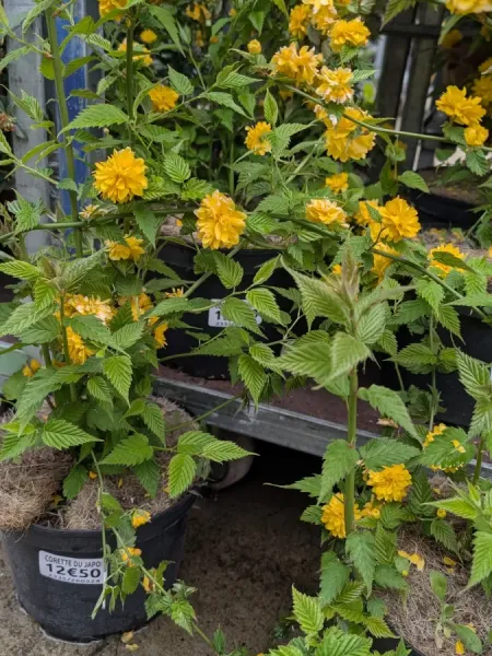 KERIA-JAPONICA-