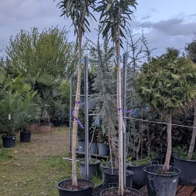 LAURIER-ROSE-SUR-TIGE