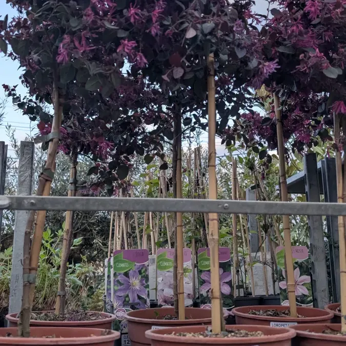 LOROPETALUM-SUR-TIGE