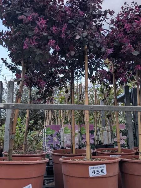 LOROPETALUM-SUR-TIGE