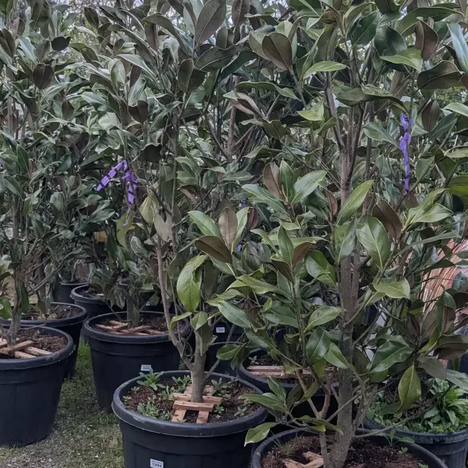 MAGNOLIA-GRANDIFLORA