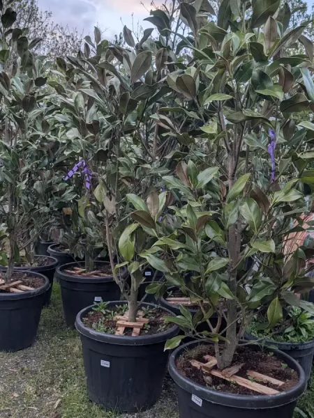 MAGNOLIA-GRANDIFLORA