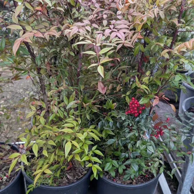 NANDINA-DOMESTICA