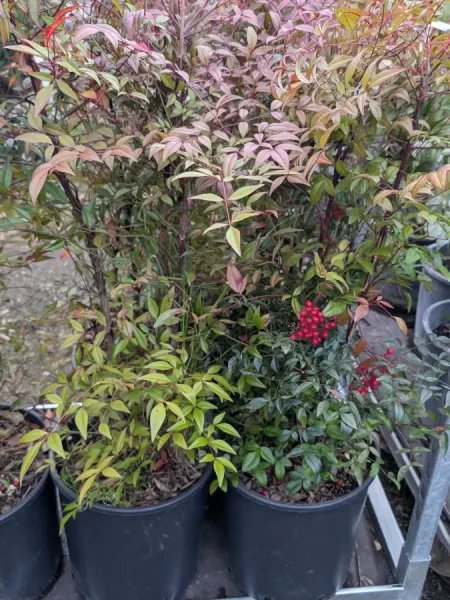 NANDINA-DOMESTICA