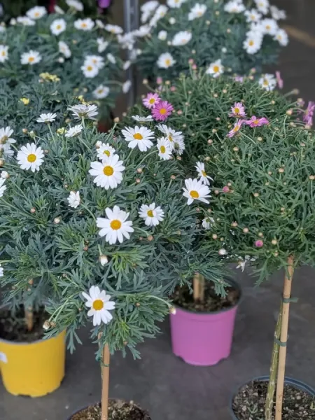 OSTEOSPERMUM