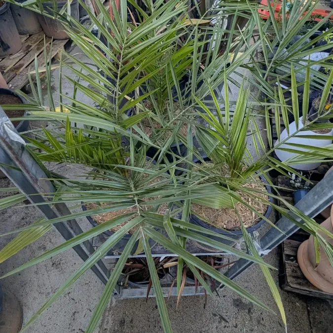 PHENIX-CANARIENSIS-1