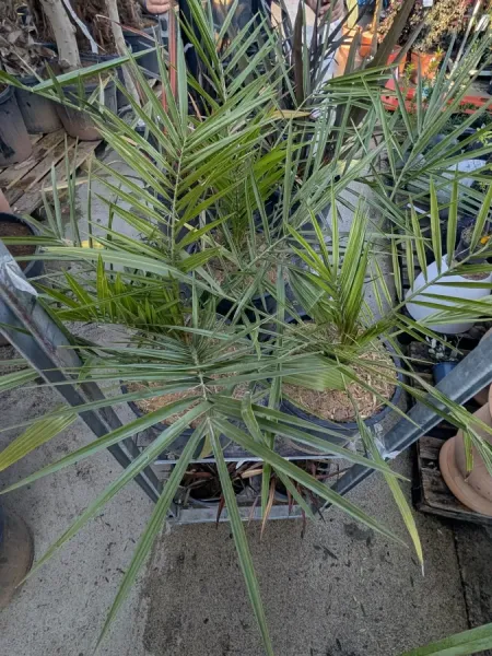 PHENIX-CANARIENSIS-1