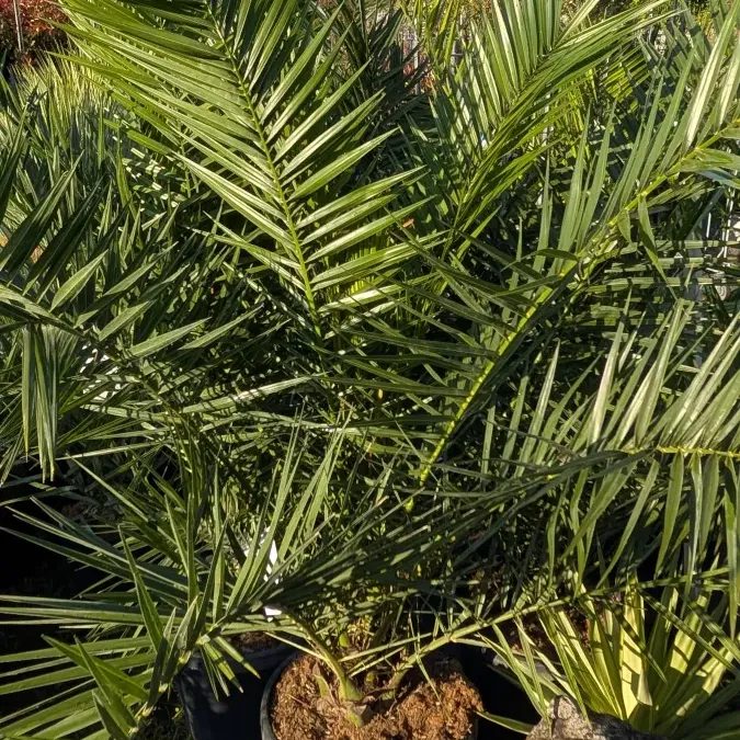 PHENIX-CANARIENSIS-2