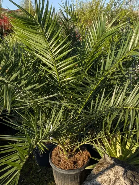 PHENIX-CANARIENSIS-2