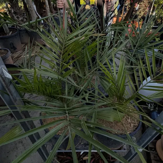 PHENIX-CANARIENSIS-3