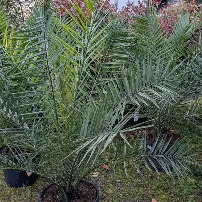 PHOENIX-DES-CANARIES-GRAND