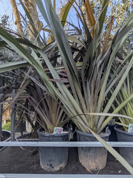 PHORMIUM-1