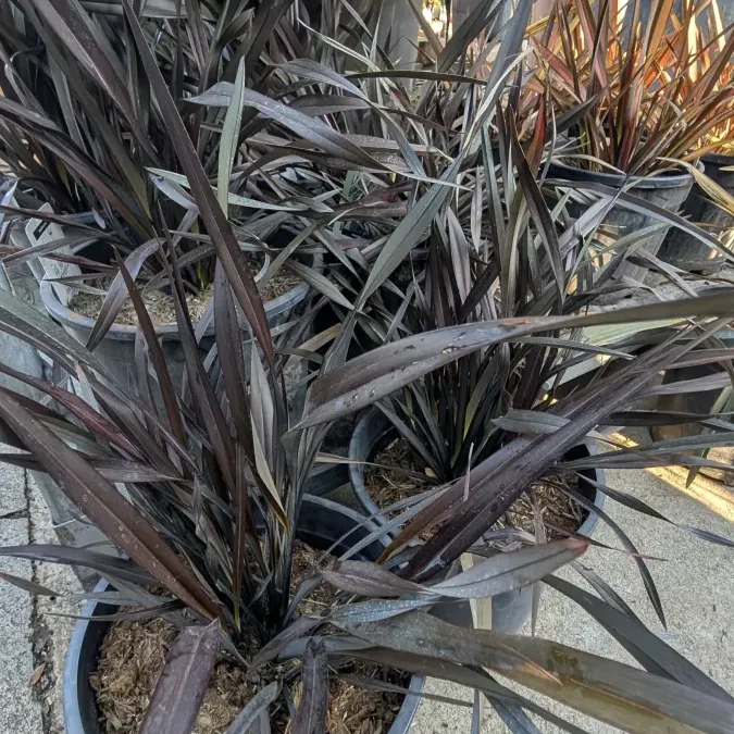 PHORMIUM-2