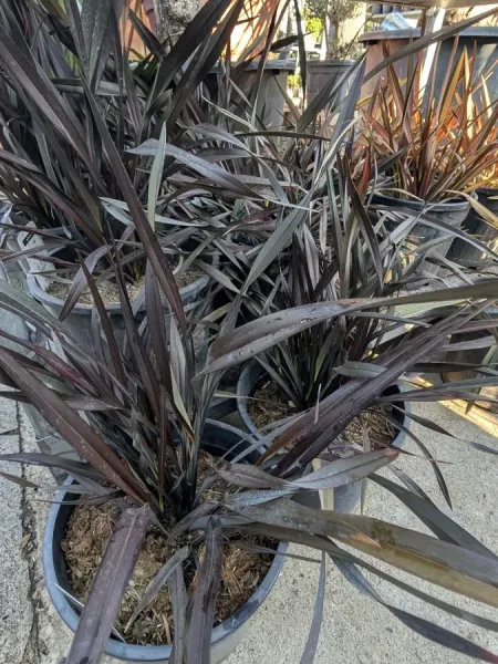 PHORMIUM-2