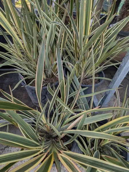 PHORMIUM-3
