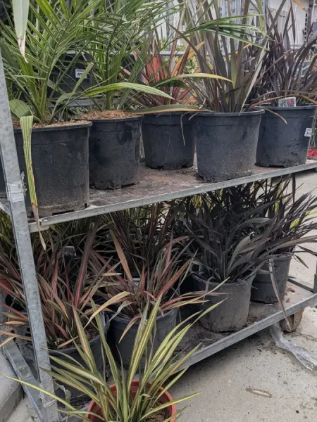 PHORMIUM
