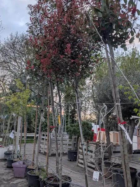 PHOTINIA-SUR-TIGE