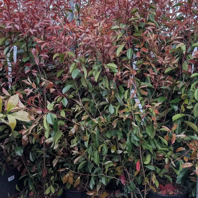 PHOTINIA-XL