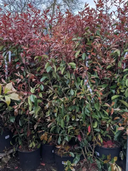 PHOTINIA-XL