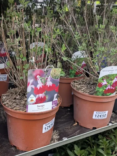 SAUGE-A-FLEURS