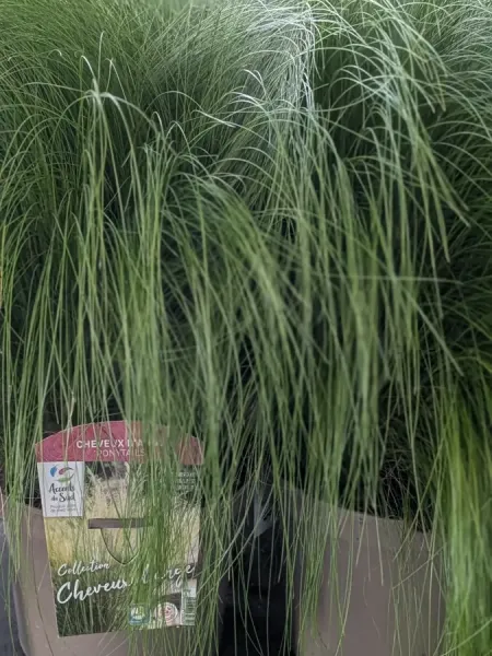 STIPA-PONEY-TAIL